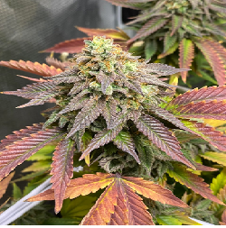 AMNESIA LEMON · Barneys Farm